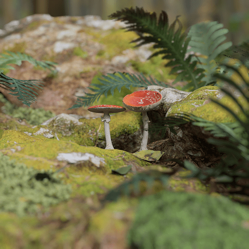 Moss & Mushrooms 2