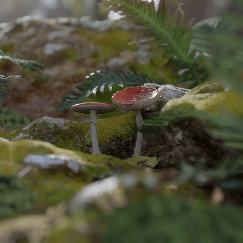 Moss & Mushrooms 5