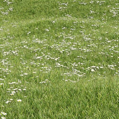 fpp-lib-presets-lawns-daisy_01_large