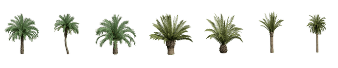 palm