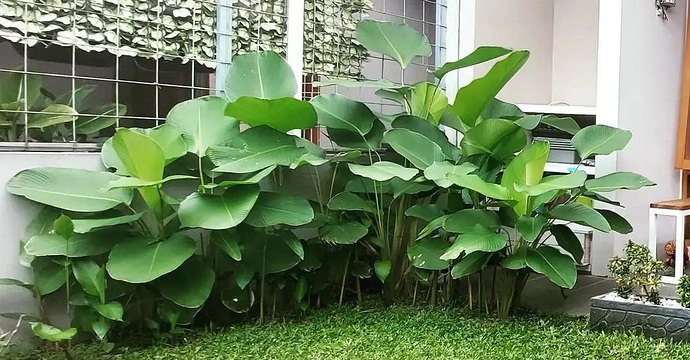 Calathea-Lutea
