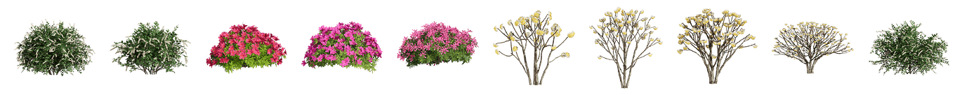 260+ New Plants in D5 Asset Library: Grasses, Herbs, Shrubs, and Trees ...