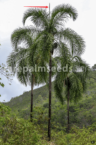 Snipaste_2025-10-02_06-29-42