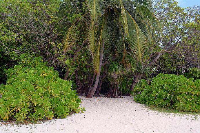 exotic-vegetation-on-the-beach-in-maldives-with-palm-trees-oana-unciuleanu (1)