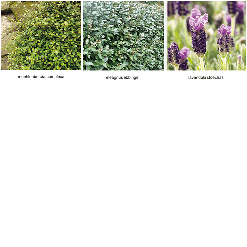 d5-missing-plants-2
