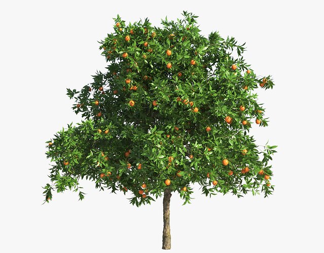 orange tree