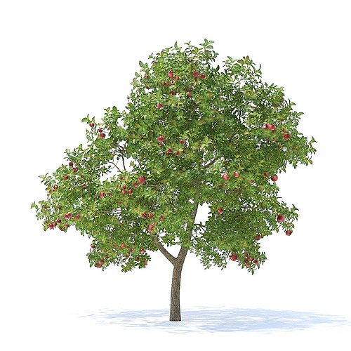 apple tree