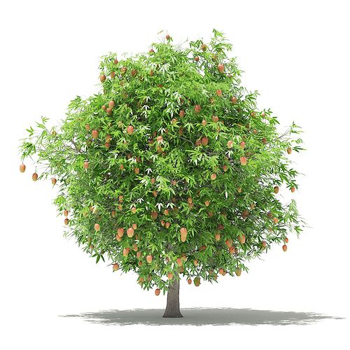 mango tree