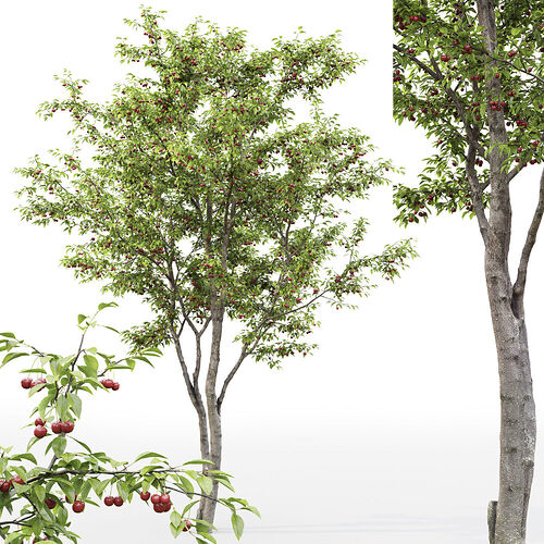 cherry tree
