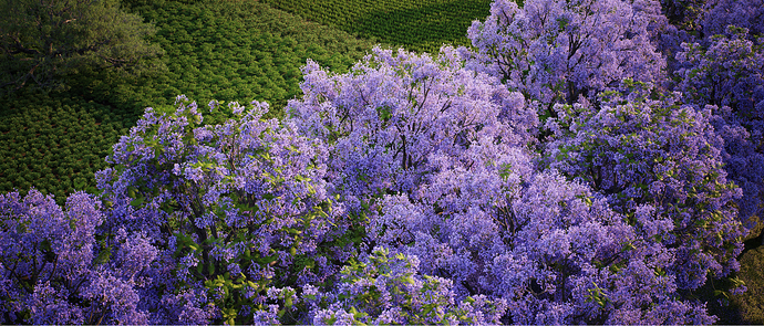 flowering tree03